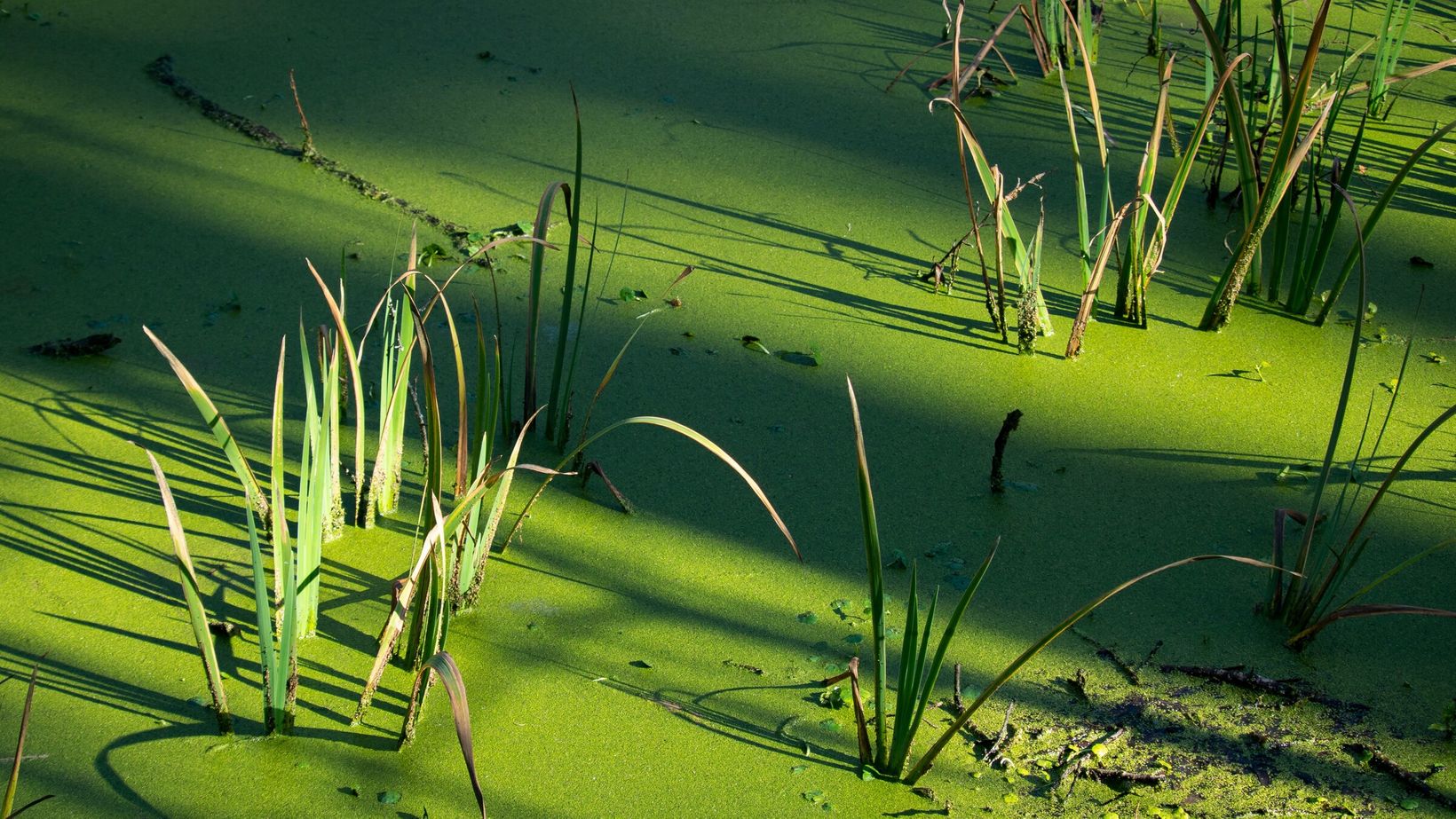 pond algae