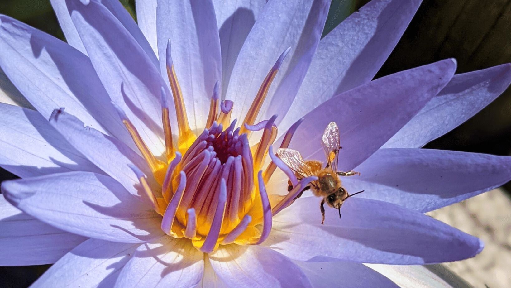 Flowers And Leaves Of Lotuses Lily, Koi Carps In Night Purple