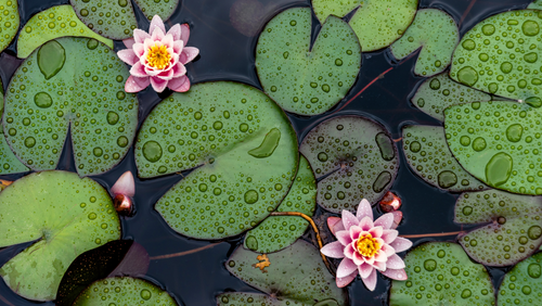 How to: Ready Your Water Garden for Spring with Autumn Pond Planting