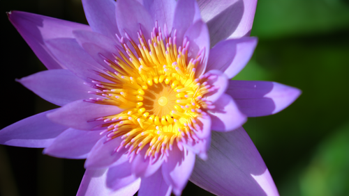 Water Lilies and Lotus: Enhancing Your Water Garden