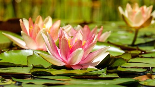 How to: Pot Water Lilies