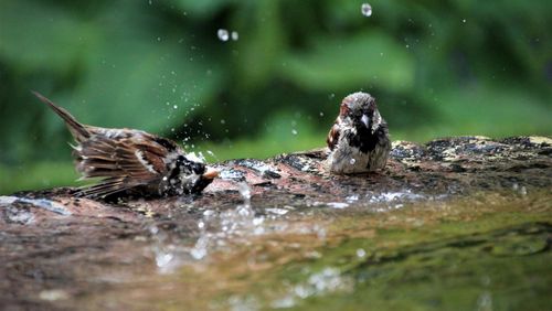 How to: Attract Wildlife to your Garden