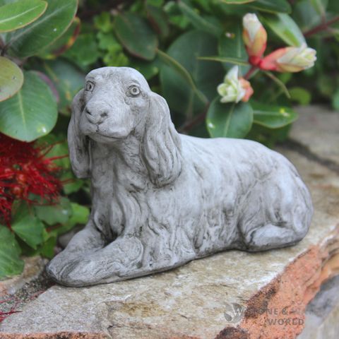 Midi Cocker Spaniel