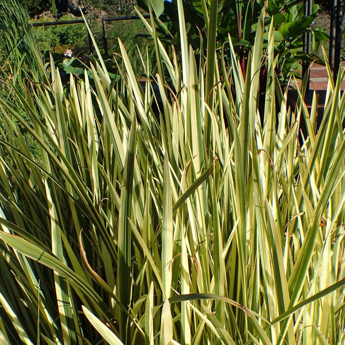 Variegated Japanese Sweet Flag