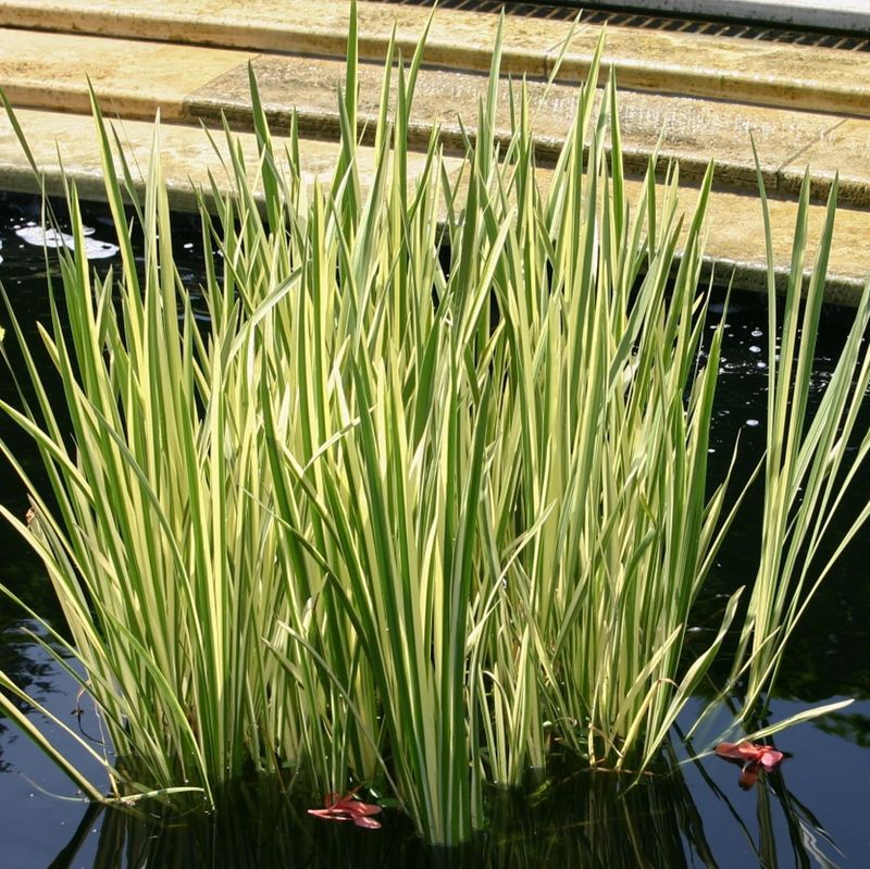 Variegated Sweet Flag (Acorus Calamus 'Variegatus')