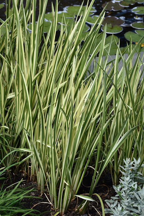 Variegated Sweet Flag (Acorus Calamus 'Variegatus')