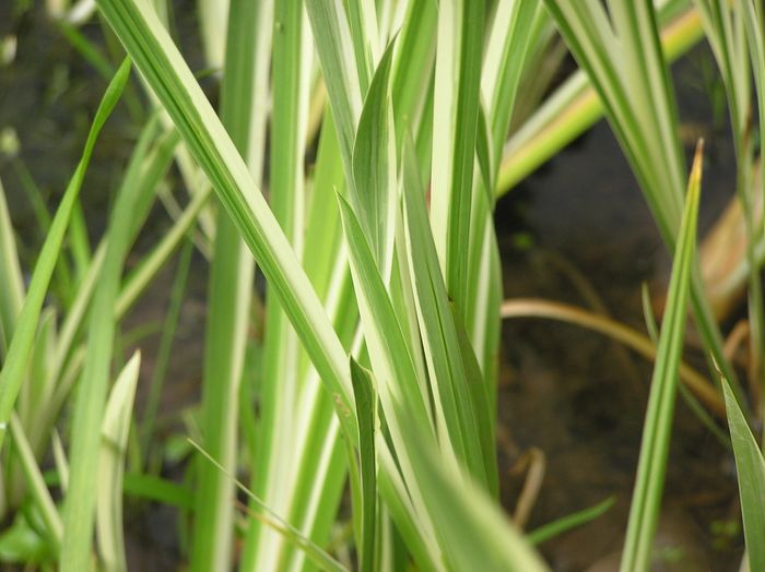 Variegated Sweet Flag (Acorus Calamus 'Variegatus')