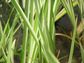 Variegated Sweet Flag (Acorus Calamus 'Variegatus')