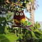 Owl Suncatcher