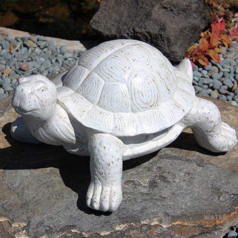 Whitewash Tortoise