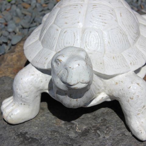 Whitewash Tortoise