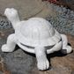 Whitewash Tortoise