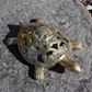 Large Brass Turtle