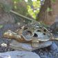 Large Brass Turtle