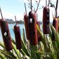 Bullrush Garden Stake