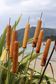 Bullrush Garden Stake