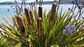 Bullrush Garden Stake