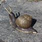 Black Brass Snail