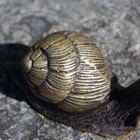 Black Brass Snail