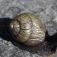Black Brass Snail