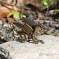 Brass Dragon