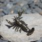 Small Brass Lobster