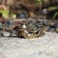 Small Brass Frog