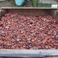 Red Scoria