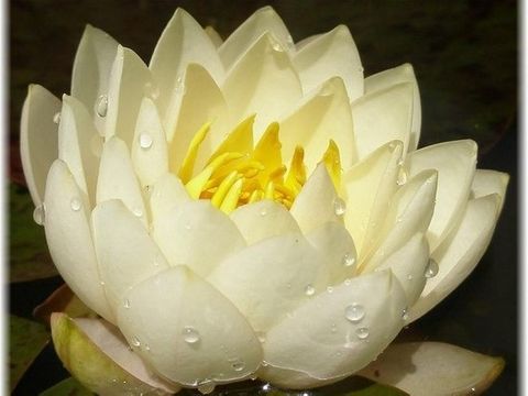 Hardy Water Lily (Nymphaea)