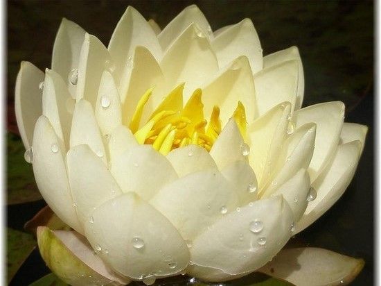 Hardy Water Lily (Nymphaea)