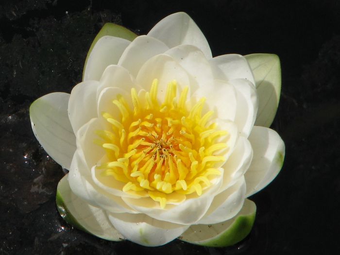 Hardy Water Lily