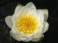 Hardy Water Lily