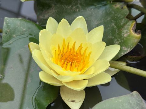 Hardy Water Lily