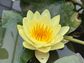 Hardy Water Lily