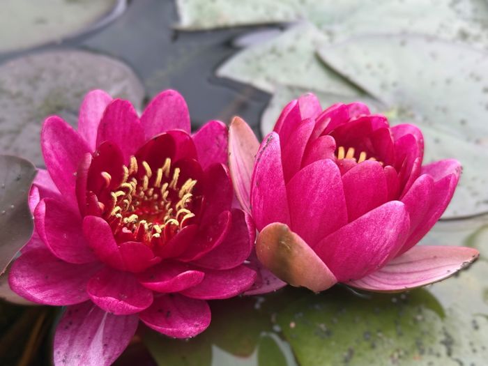 Hardy Water Lily