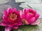 Hardy Water Lily