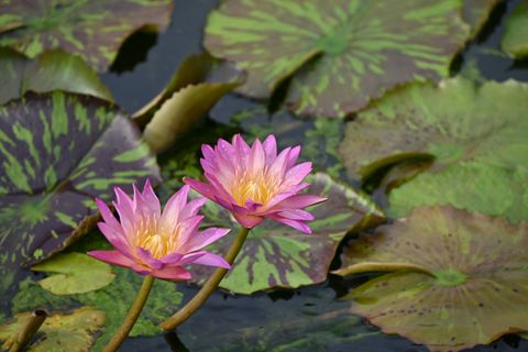 Tropical Water Lily