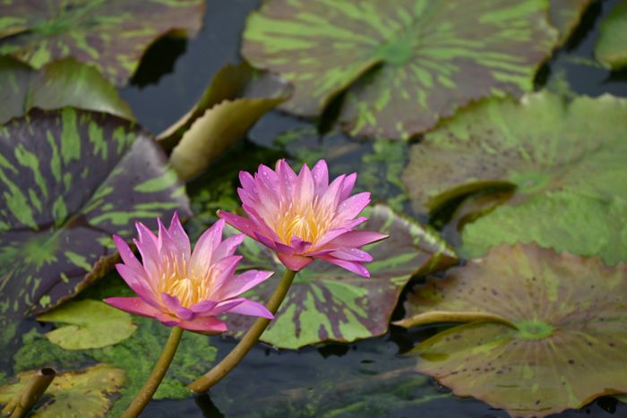 Tropical Water Lily
