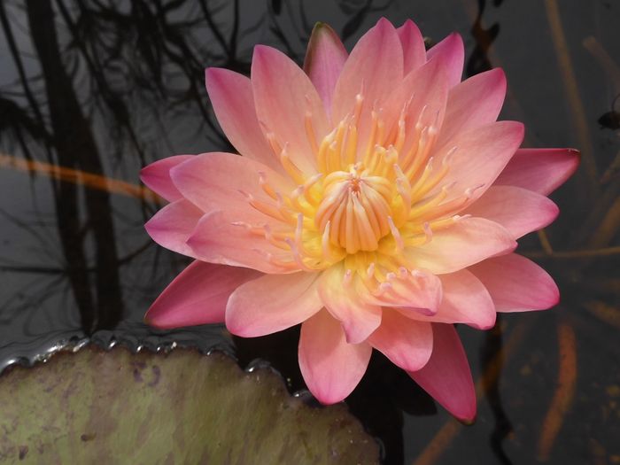 Tropical Water Lily (Nymphaea)