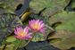 Tropical Water Lily
