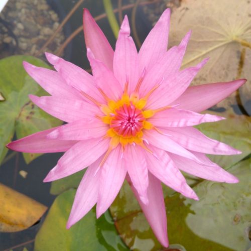 Tropical Water Lily