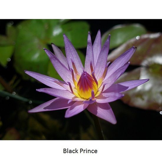 Tropical Water Lily (Nymphaea)