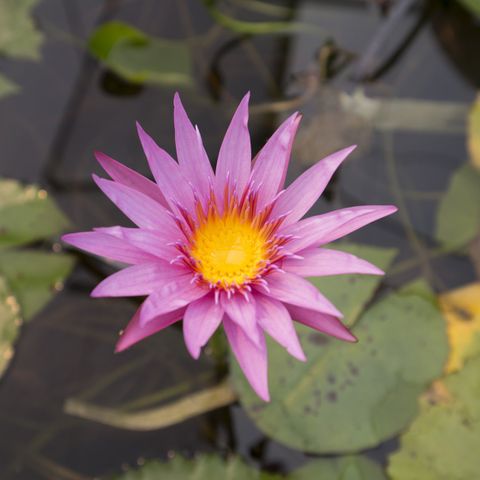Tropical Water Lily
