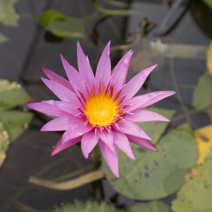 Tropical Water Lily