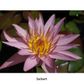 Tropical Water Lily (Nymphaea)