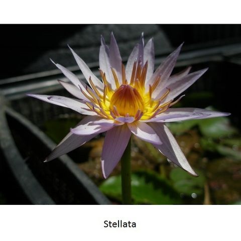 Tropical Water Lily