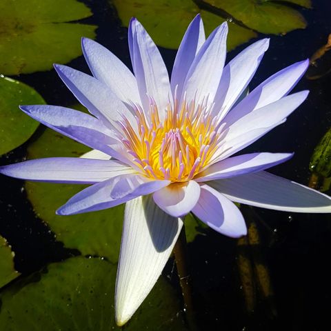 Tropical Water Lily