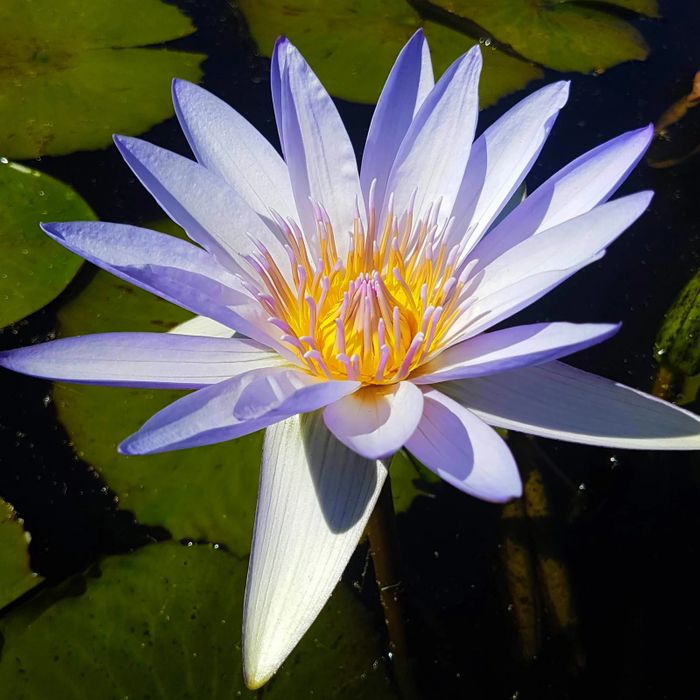 Tropical Water Lily