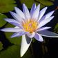 Tropical Water Lily