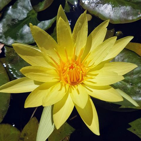 Tropical Water Lily